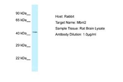 MBNL2 Antibody, Novus Biologicals 100 &mu;L; Unconjugated:Antibodies, Polyclonal